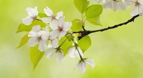 折一枝柳，與你平分春色