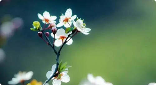 為什么聰明人苦惱多